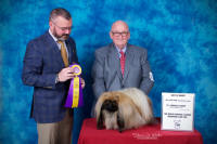 best of breed/best in specialty